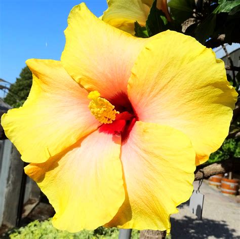 Free Images : flower, yellow, petal, botany, peach, Hawaiian hibiscus ...
