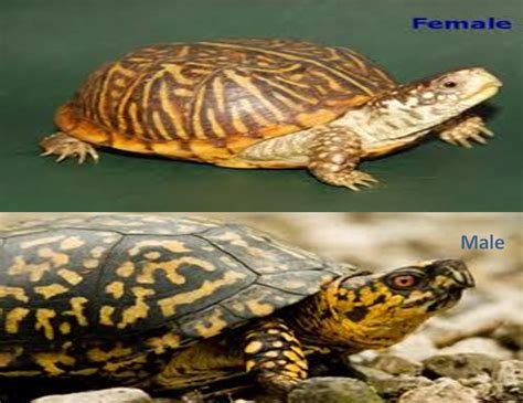 Image result for Female Box Turtle