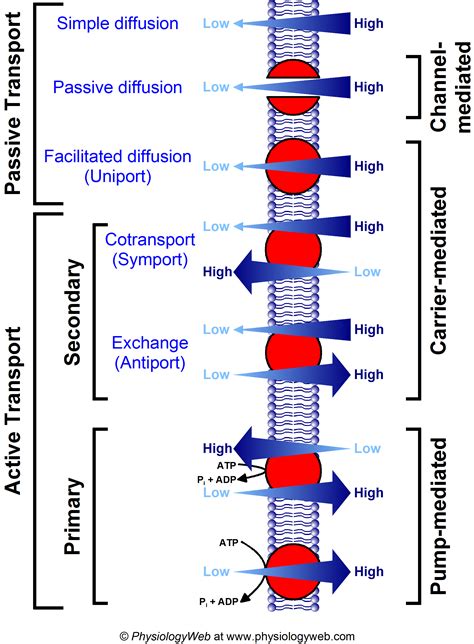 Summary of membrane transport processes - PhysiologyWeb