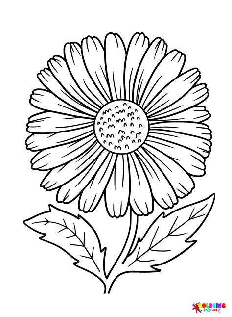 30+ Daisy Coloring Pages - Free Printable PDF & Online Coloring