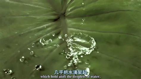 纪录片带你看神奇的植物世界！
