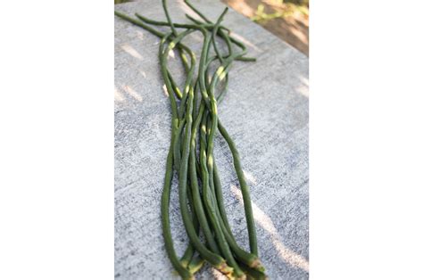 Image result for Python Snake Bean Seeds