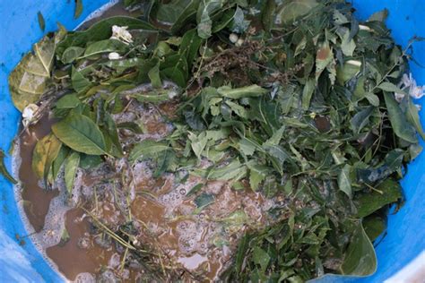 Biofertilizers 的图像结果