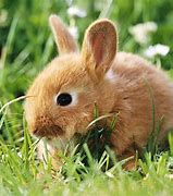 Image result for Family of Bunnies