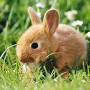Image result for Bunies in a Cup