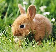 Image result for Cute White Bunny