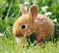 Image result for Many Bunnies