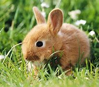 Image result for Cute Bunnies with Flowers