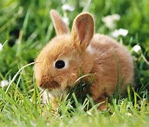 Image result for Cute Realistic Bunny