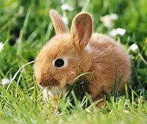 Image result for Cute Pictures of Black and White Bunnies