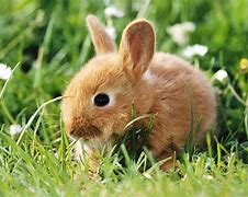 Image result for Cute Dog and Bunny