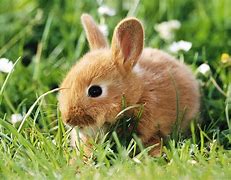 Image result for Baby Bunny Rabbit Costume