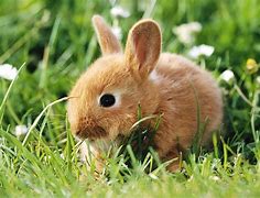 Image result for Sitting Cute Fluffy Pet Bunny