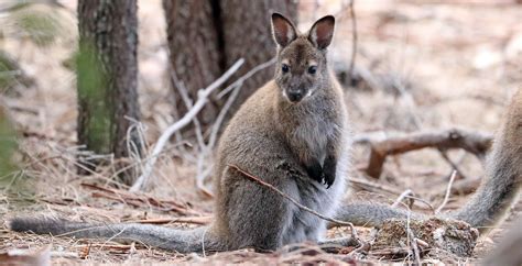 Temperate Woodland And Shrubland Animals