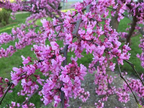 Eastern Redbud Tree - A breathtaking flowering native to North America ...
