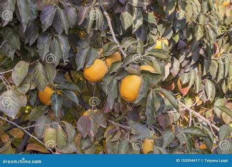 Ripening Persimmon Hanging on a Branch Stock Image - Image of ...