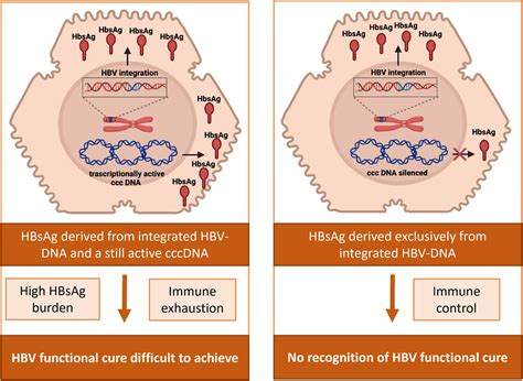 HBV感染复制过程- 示意图 - 学术讨论& HBV English - 肝胆相照论坛