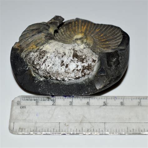 Gandaki River Suryamurti Shaligram Shilla Stone For Pooja Small Size ...