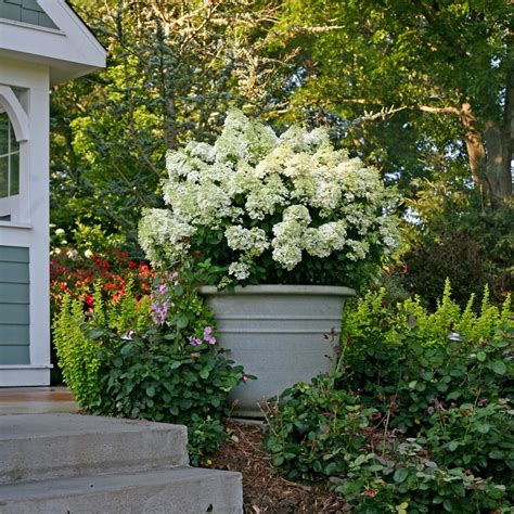 How to Grow Hydrangeas in Planters