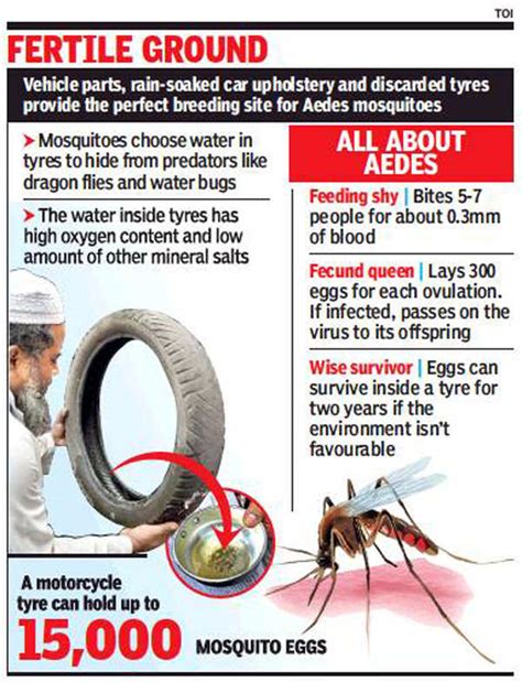 Flower pots major dengue hazard, say health officials | Goa News - The ...