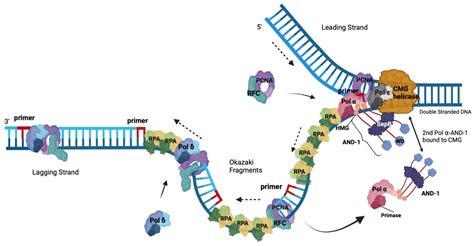 Protein Dna Strands Leiden Chemists Discover New Ways In Which