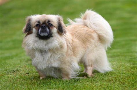 Top Smallest Dog Breeds and How to Care for Them – GoofyTails