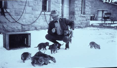 Image result for Introduction of Wolves in Yellowstone