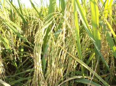 Kesho Phou – improved paddy variety - IP4kids