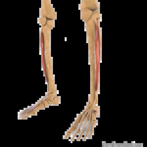 Image result for Extensor Digitorum Longus Muscle Function