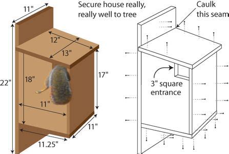 squirrel+house+plans | How to Build a Tree House for Squirrels ...