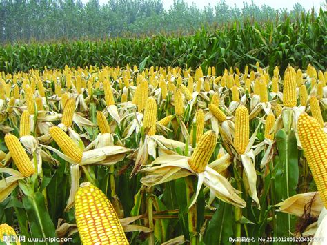 玉米，是一种非常重要的农作物，也是世界上产量最大的粮食作物|玉米|粮食作物|农作物_新浪新闻