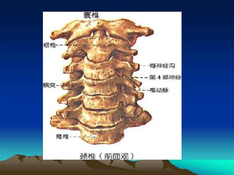 Image result for Vertebrae Alignment