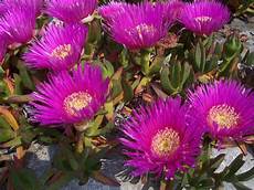 pianta grassa fiori viola barba di giove o drosanthemum hispidum pianta grassa fiori viola barba di giove o drosanthemum hispidum