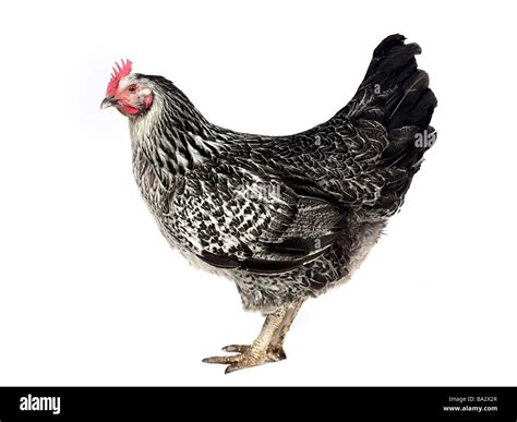 Black and white chicken hi-res stock photography and images - Alamy