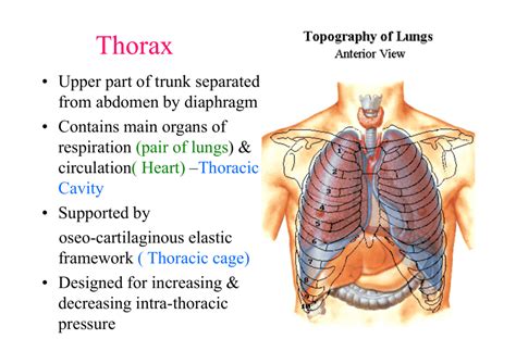 Thorax Function 的图像结果