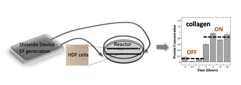 Electrifying Skin Cells | California State University Long Beach