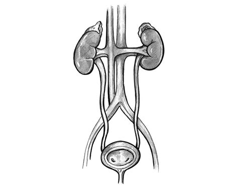 Urinary System Labeling Quiz