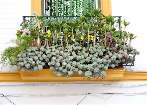Wish to bring in greenery in your small home? Consider window boxes ...