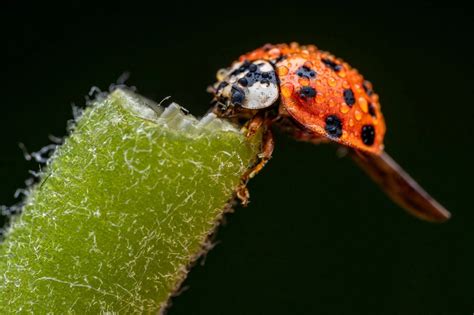 Macles Lady Bug 的图像结果