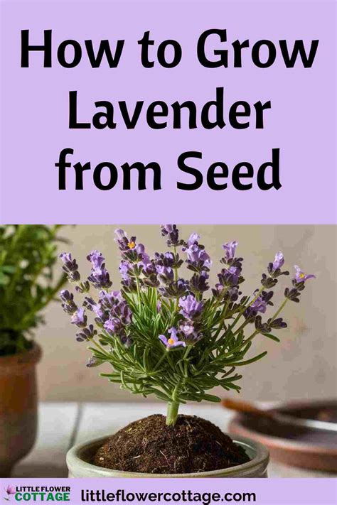 How to Grow Lavender from Seed: A Simple Guide - Little Flower Cottage