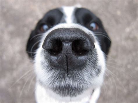 IAMS App Finds Lost Dogs Through Unique Canine Nose Prints