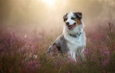 Wallpaper dog, Australian shepherd, Heather, Aussie for mobile and ...