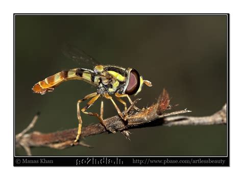 go2india.in : Hover Fly