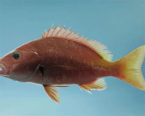 Image result for High Fin Snapper