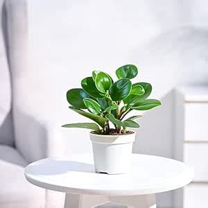 UGAOO Peperomia Green Live Plant With Grow Pot : Amazon.in: Garden ...