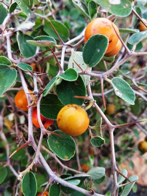 Jujube | An Ancient Superfruit - Nutrition, Benefits, Tastes, and Uses ...