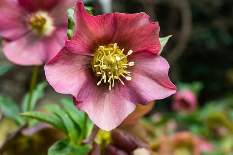 22 Best Deer-Resistant Perennial Plants