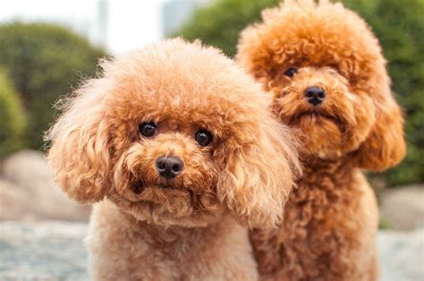 70 Perfect Fluffy Dog Names for Your New Family Member
