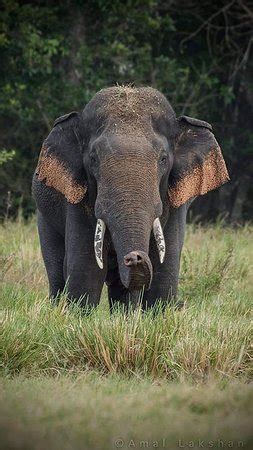 Kaudulla National Park (Habarana) - 2020 What to Know Before You Go ...