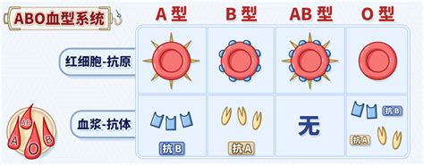 血型与遗传--中国数字科技馆